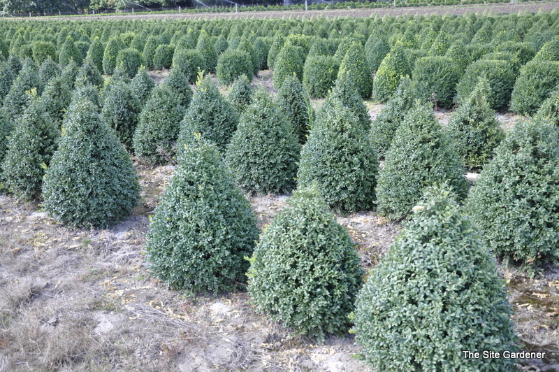Buxus Newport Blue — photo 1