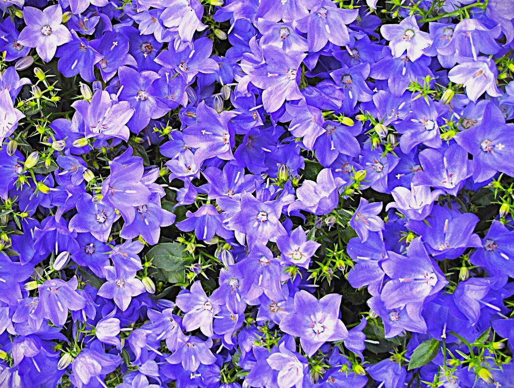 Campanula Deep Blue Clips — photo 1