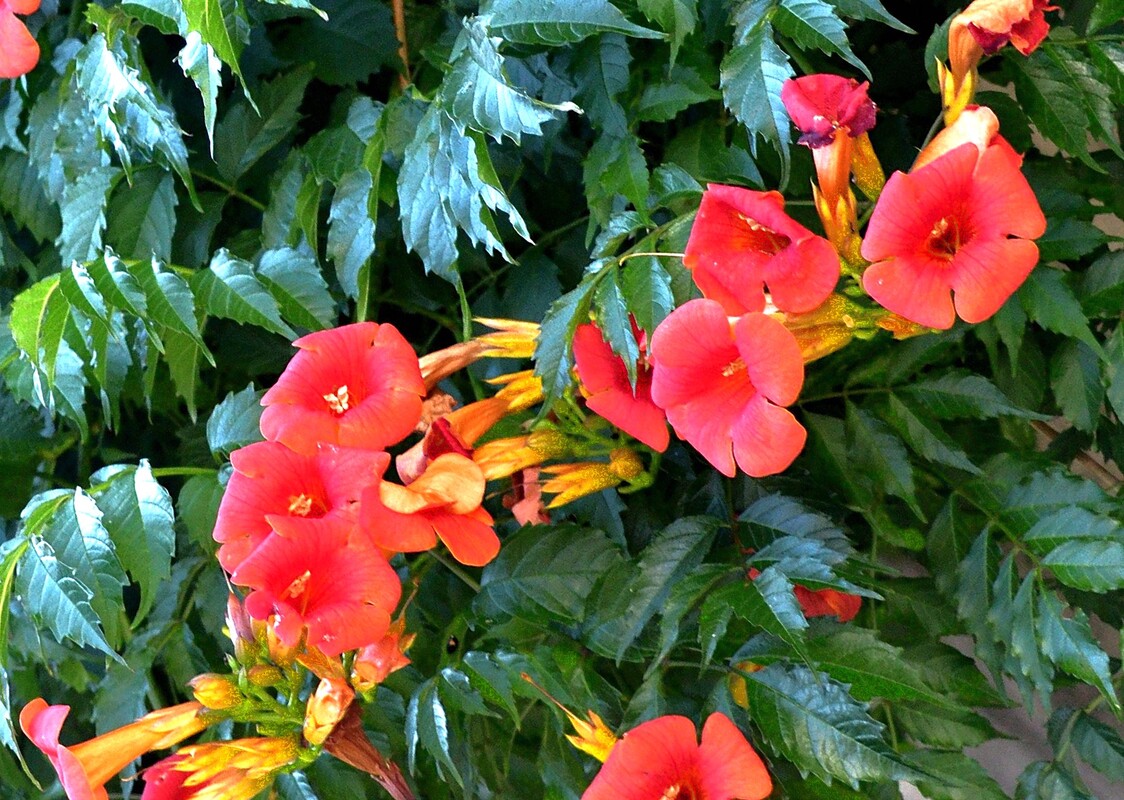 Campsis radicans Crimson Trumpet — photo 1