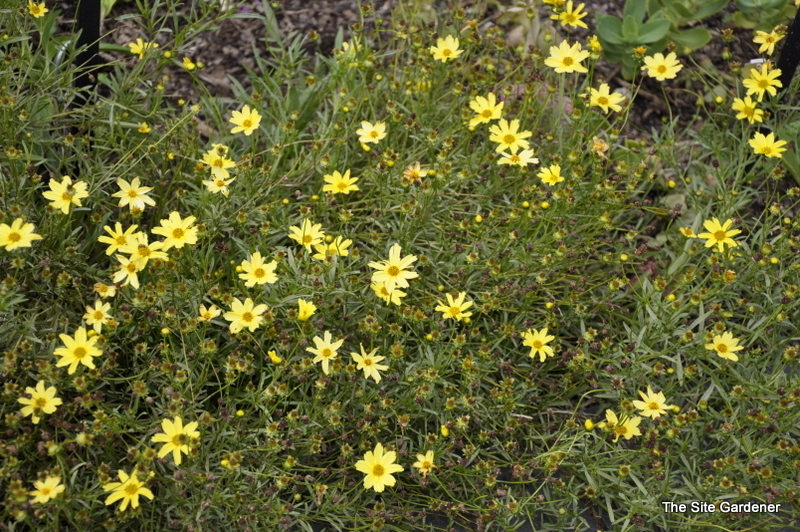 Coreopsis Creme Brulee — photo 1