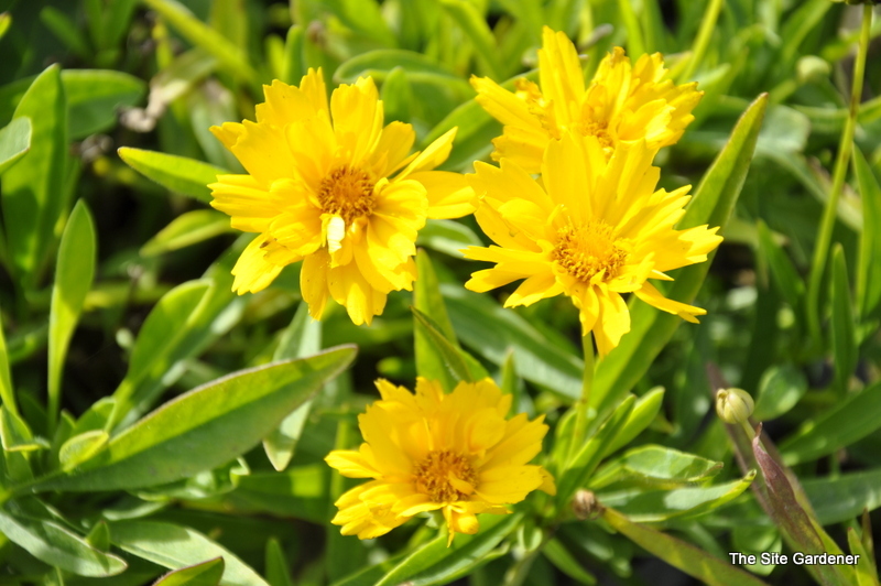 Coreopsis grandiflora Early Sunrise — photo 1