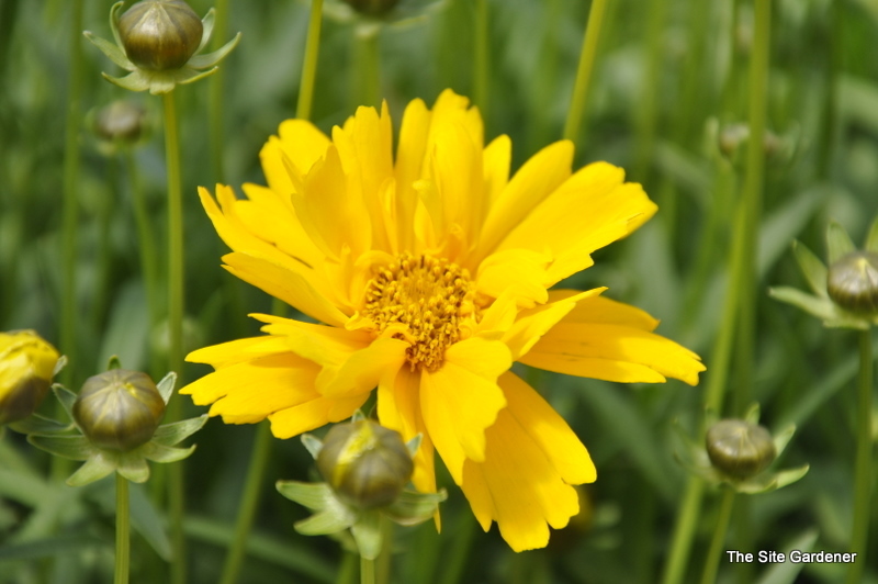Coreopsis grandiflora 'Sunray' — photo 1