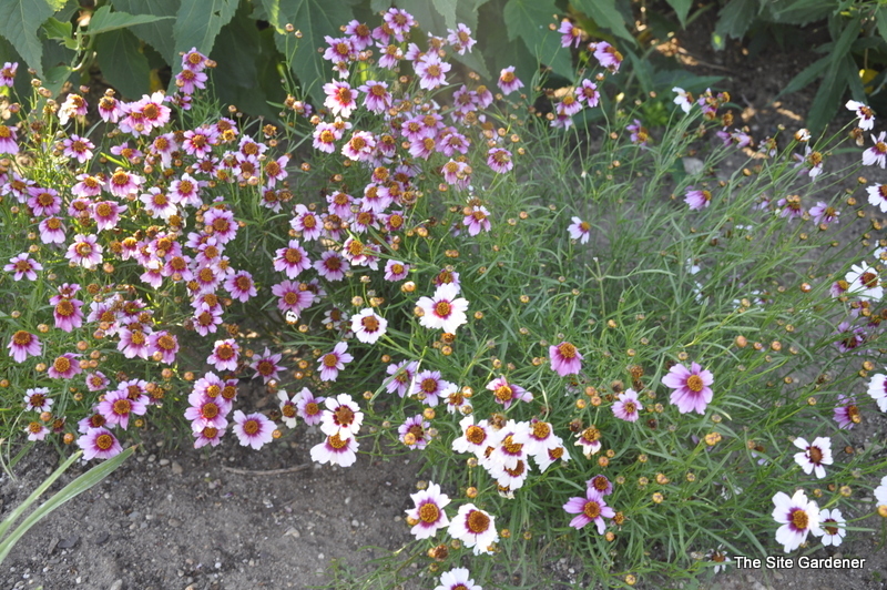 Coreopsis Heaven's Gate — photo 1