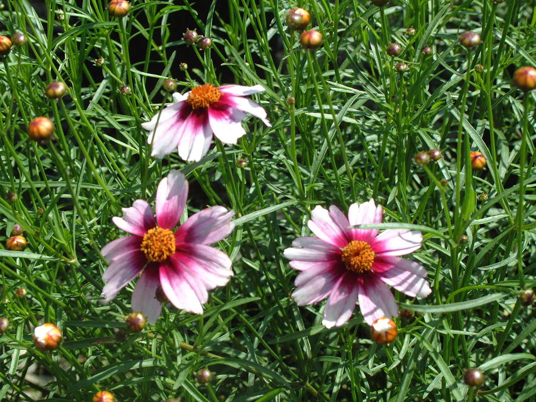 Coreopsis rosea 'Sweet Dreams' — photo 1