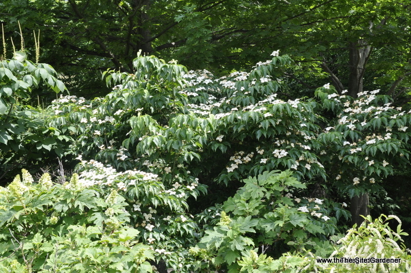 Cornus kousa Square Dance — photo 1