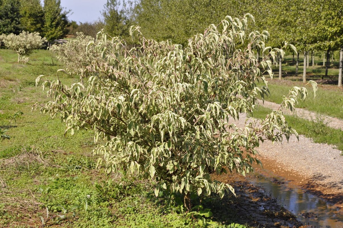Cornus kousa 'Wolf Eyes' — photo 1