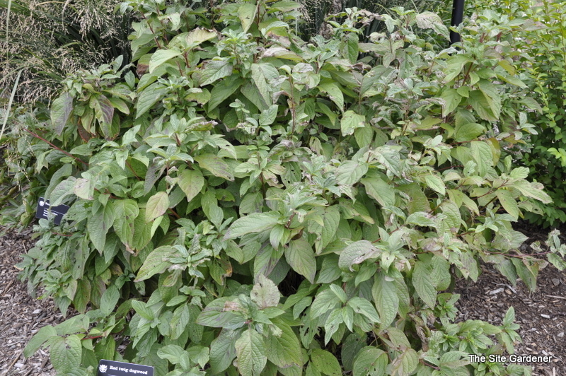 Cornus sericea — photo 1