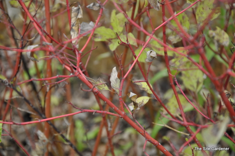 Cornus sericea Isanti — photo 1
