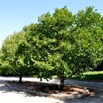 Corylus colurna — photo 2
