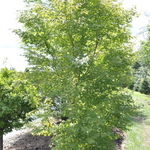 Acer palmatum — photo 2