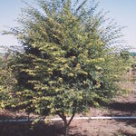 Acer palmatum — photo 3