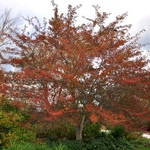 Crataegus viridis 'Winter King' — photo 2