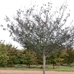 Crataegus viridis 'Winter King' — photo 3