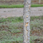 Crataegus viridis 'Winter King' — photo 4