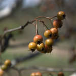 Crataegus viridis 'Winter King' — photo 5