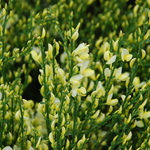 Cytisus scheideckeri Moonlight — photo 2
