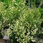 Cytisus scheideckeri Moonlight — photo 3