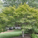 Acer palmatum 'Trompenburg' — photo 4