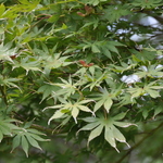 Acer palmatum 'Trompenburg' — photo 5