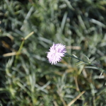 Dianthus gratianopolitanus Mountain Mist — photo 3