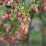 Enkianthus campanulatus — photo 2