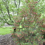 Enkianthus campanulatus — photo 3