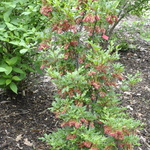 Enkianthus campanulatus — photo 4