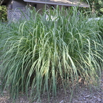 Erianthus ravennae — photo 2