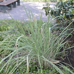 Erianthus ravennae — photo 3