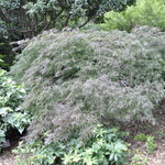 Acer palmatum dissectum 'Red Select' — photo 3