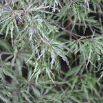 Acer palmatum dissectum 'Red Select' — photo 4
