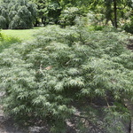 Acer palmatum Dissectum 'Green Hornet' — photo 3