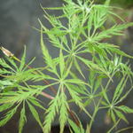 Acer palmatum Dissectum 'Green Hornet' — photo 4