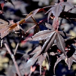 Acer palmatum  'Hefner's Red Select' — photo 2