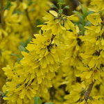 Forsythia hybrid Courtesol — photo 2