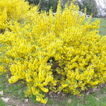 Forsythia hybrid Courtesol — photo 3