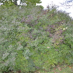 Forsythia x intermedia 'Sunrise' — photo 3