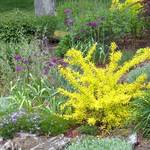 Forsythia x 'Golden Times' — photo 2