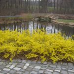 Forsythia x intermedia 'Gold Tide' — photo 2