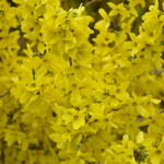 Forsythia x intermedia 'Gold Tide' — photo 3