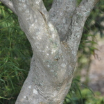 Acer palmatum 'Koto Ito Komachi' — photo 4