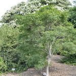 Acer palmatum 'Koto Ito Komachi' — photo 5