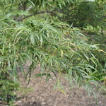 Acer palmatum 'Koto Ito Komachi' — photo 6