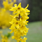 Forsythia x intermedia Princeton Gold — photo 1