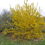 Forsythia x intermedia Princeton Gold — photo 2