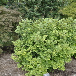 Fothergilla gardenii Mount Airy — photo 3