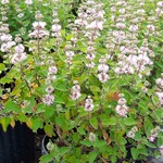Fothergilla gardenii Mount Airy — photo 4