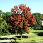 Fraxinus americana 'Autumn Applause' — photo 5