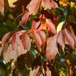Fraxinus americana 'Autumn Purple' — photo 2