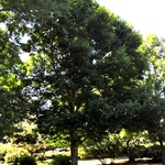 Fraxinus penn. 'Cimmaron' — photo 4